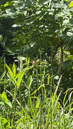 iNaturalist observation photo of Lorquin's Admiral