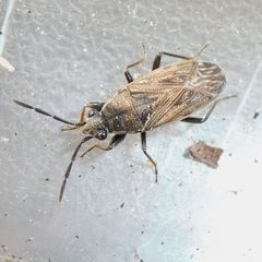 Peritrechus geniculatus