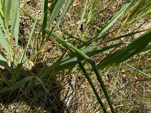 Equisetum laevigatum, photograph 4