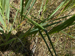 Equisetum laevigatum, photograph (c) Coryn Fox Corvus, some rights reserved (CC BY)