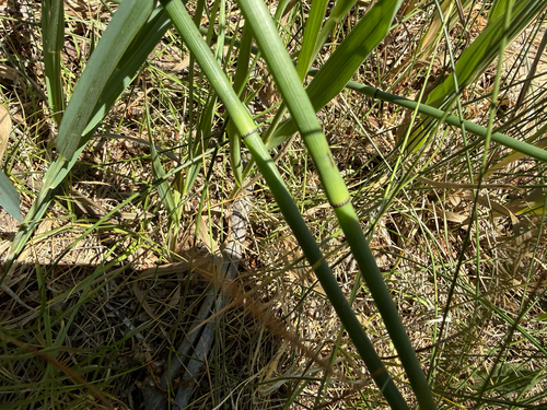Equisetum laevigatum, photograph 3
