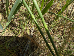 Equisetum laevigatum, photograph (c) Coryn Fox Corvus, some rights reserved (CC BY)