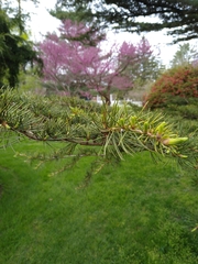 Cedrus libani libani