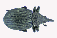 Omphalapion hookerorum