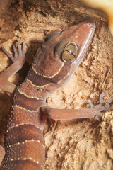 Cyrtodactylus lekaguli