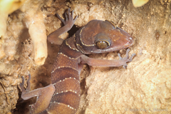 Cyrtodactylus lekaguli