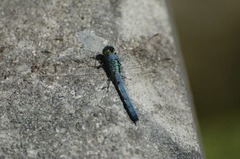 Erythemis simplicicollis