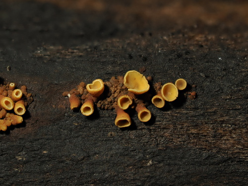 Cenangium collemioides