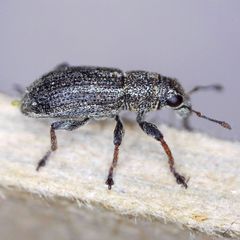 Sitona striatellus