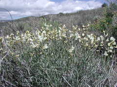 Astragalus pachypus pachypus