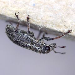 Sitona striatellus