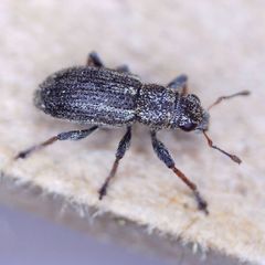 Sitona striatellus