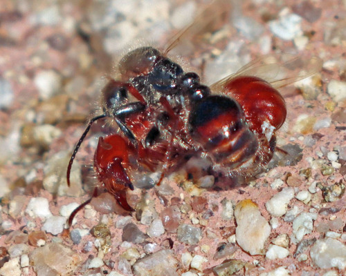 Pogonomyrmex apache