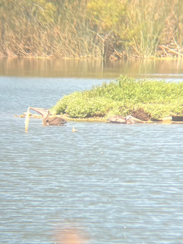 iNaturalist observation photo of Brown Pelican