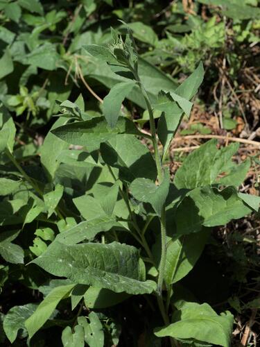 Symphytum × uplandicum, photograph 4