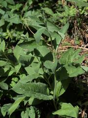 Symphytum × uplandicum, photograph (c) Daniel Cahen, some rights reserved (CC BY)