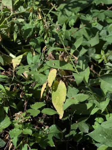 Symphytum × uplandicum, photograph 5