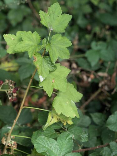 Ribes rubrum