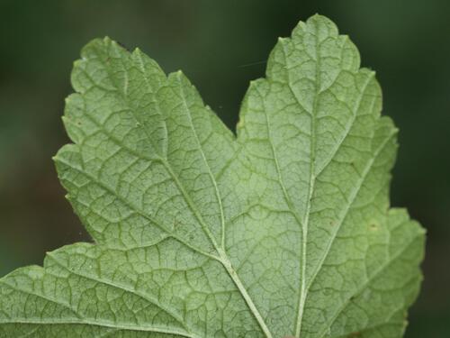 Ribes rubrum