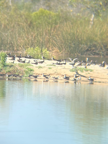 iNaturalist observation photo of Black Skimmer