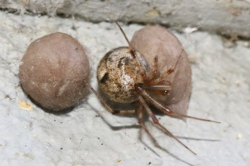 Gewächshausspinne