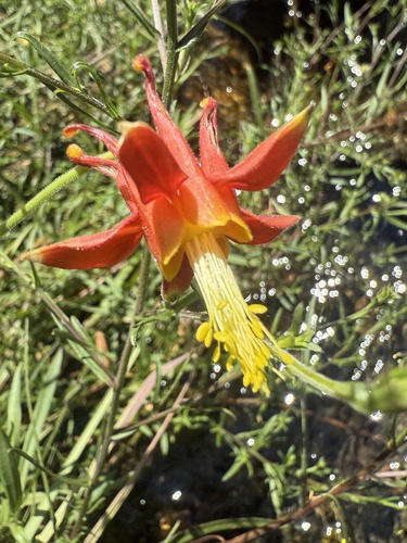 western columbine