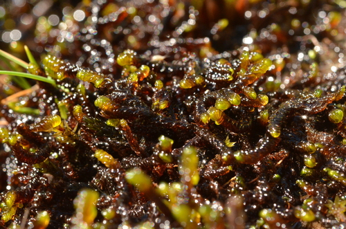 Scorpidium cossonii observed 2026-08-07