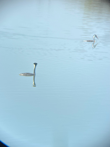 iNaturalist observation photo of Western and Clark's Grebes