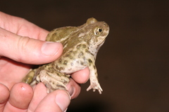 Spea hammondii