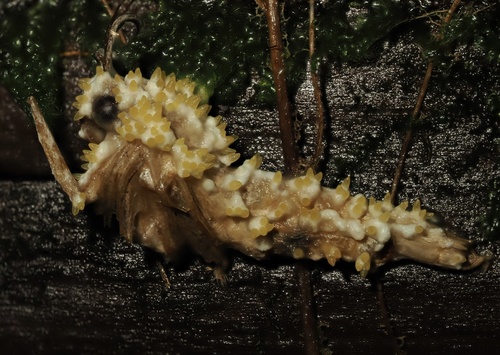 Akanthomyces