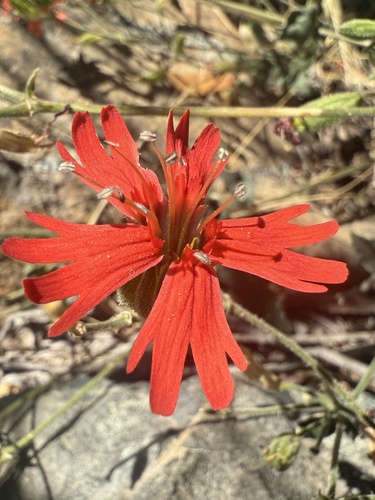 North Californian Indian pink