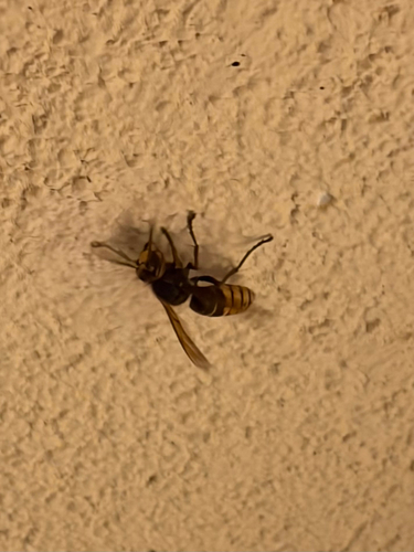 European Hornet
