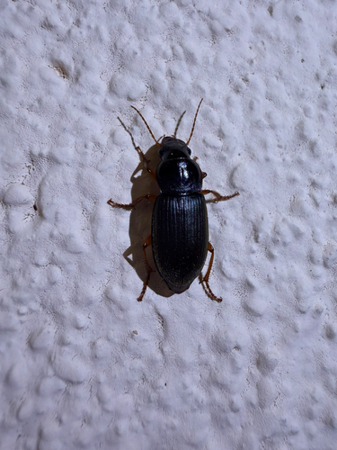 Strawberry Seed Beetle