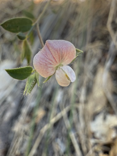 Spanish clover