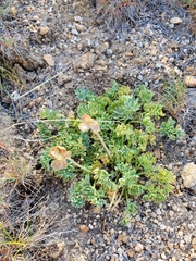 Ranunculus andersonii