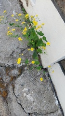 Crepidiastrum sonchifolium