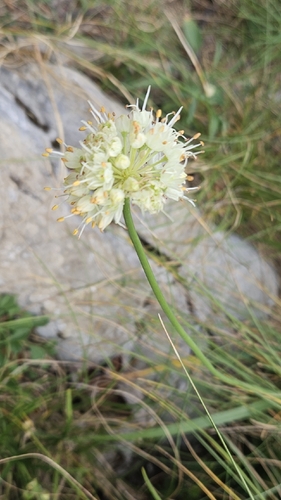 Allium ochroleucum