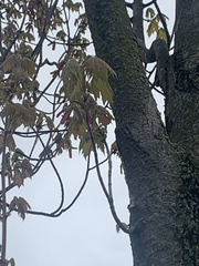Acer