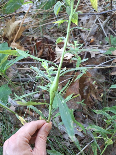 Goldenrod Elliptical-Gall Moth photo 5
