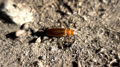 Nacerdes melanura