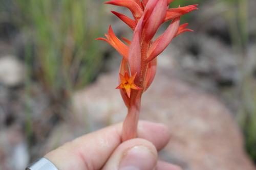 Dichromanthus cinnabarinus, photograph 2