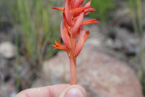 Dichromanthus cinnabarinus, photograph 3