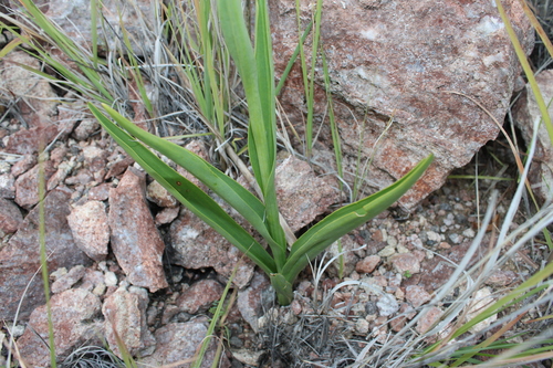 Dichromanthus cinnabarinus, photograph 5