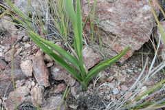 Dichromanthus cinnabarinus, photograph (c) Rodolfo Maximiliano Gutiérrez-Sánchez, some rights reserved (CC BY)