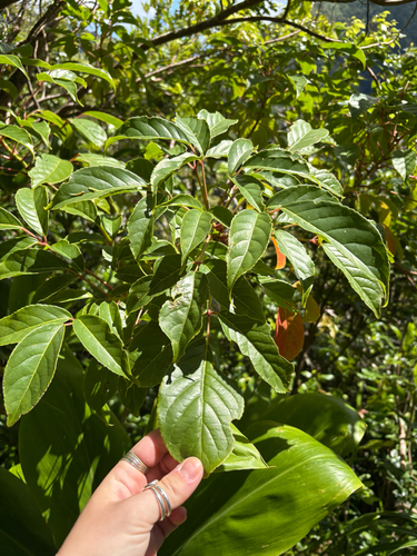 Bischofia javanica, 2026-08-07