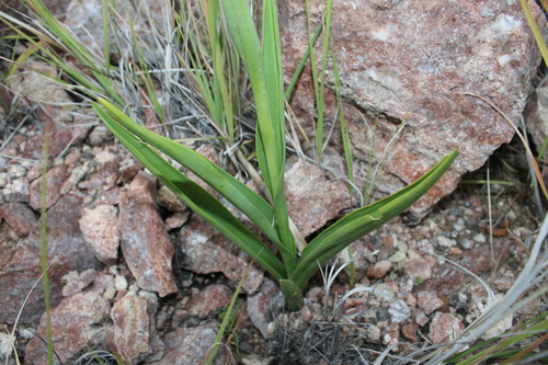 Dichromanthus cinnabarinus, photograph 6