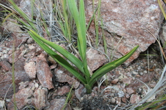 Dichromanthus cinnabarinus, photograph (c) Rodolfo Maximiliano Gutiérrez-Sánchez, some rights reserved (CC BY)