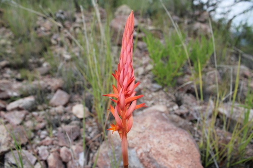 Dichromanthus cinnabarinus, photograph 4
