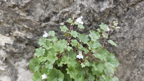 Ivy-leaved toadflax