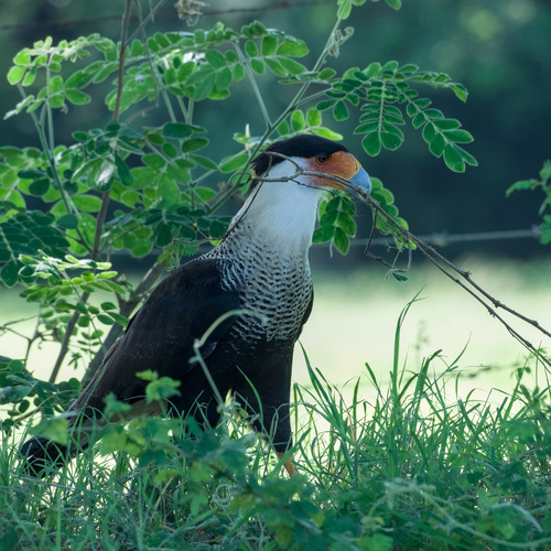 Crested Caracara